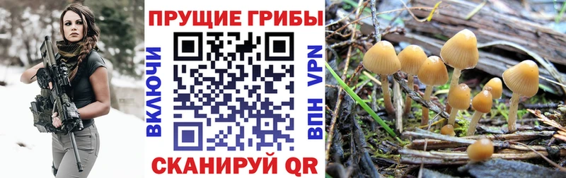 Купить где  Чухлома  Псилоцибиновые грибы Magic Shrooms 